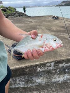 Yellow Jack