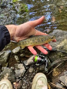 Brown Trout