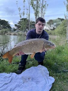 Common Carp