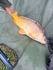 Leather Carp