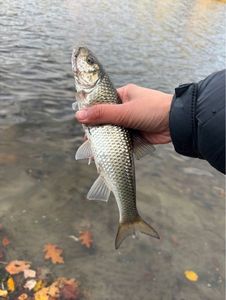 Fallfish