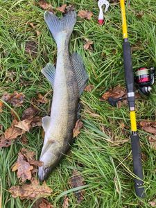 Zander