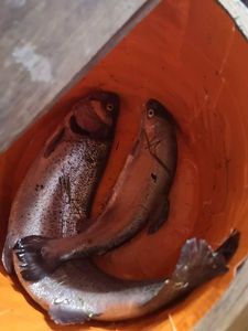 Rainbow Trout