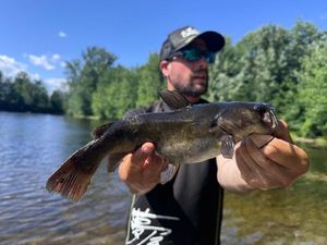 Brown Bullhead