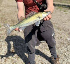 Zander