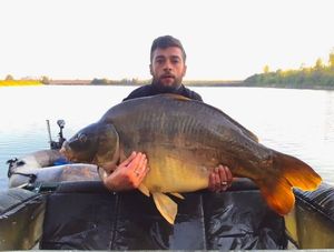 Mirror Carp