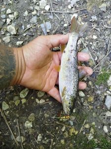Brown Trout