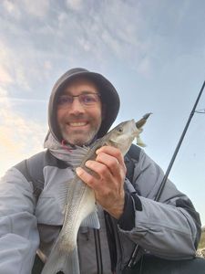 European Bass (Seabass)