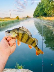 European Perch