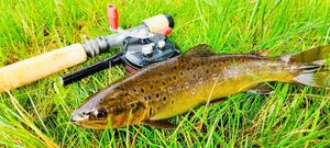 Brown Trout