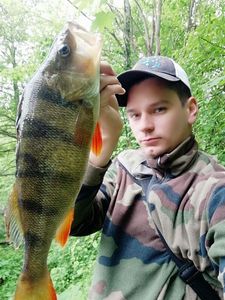 European Perch