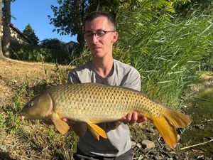 Common Carp
