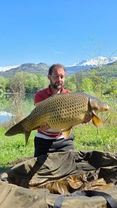 Common Carp