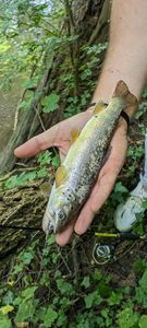 Brown Trout