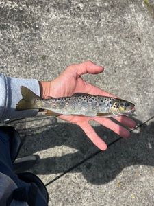 Brown Trout