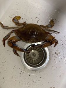Velvet Swimming Crab
