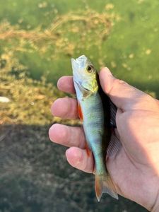 European Perch