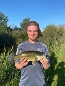 Largemouth Bass