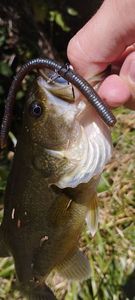 Largemouth Bass