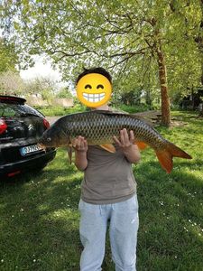 Common Carp