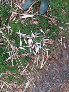 Roach