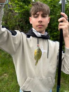 Green Sunfish