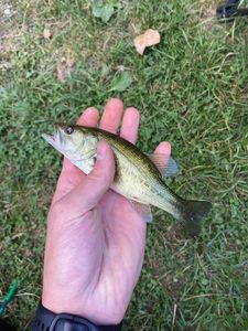 Smallmouth Bass