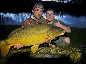 Mirror Carp