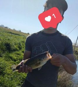 Largemouth Bass