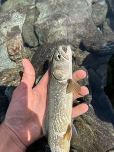 Brook Trout