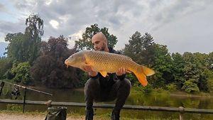 Common Carp
