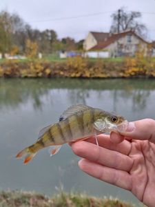 European Perch