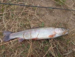 Rainbow Trout