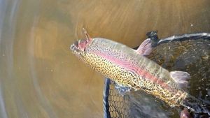 Rainbow Trout