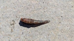 Giant Goby