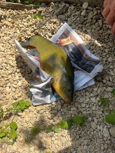 Tench