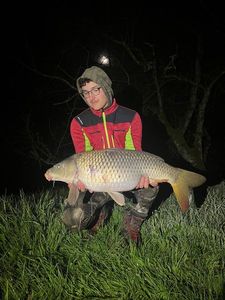 Common Carp