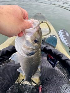 European Bass (Seabass)