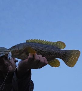 Ballan Wrasse