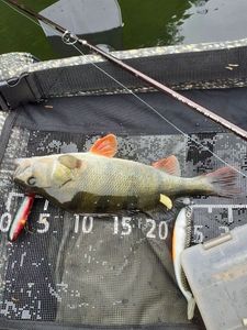 European Perch