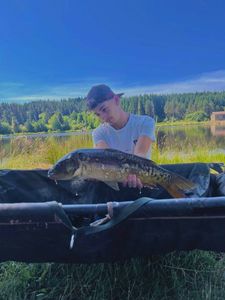 Mirror Carp