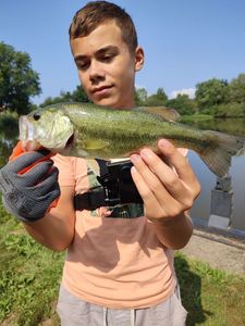 Largemouth Bass