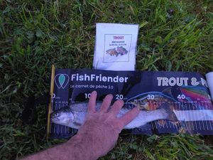 Rainbow Trout
