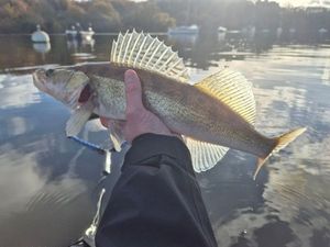 Zander