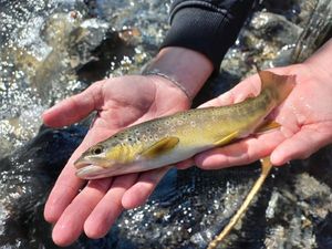 Brown Trout