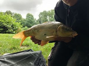 Mirror Carp