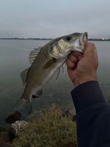 European Bass (Seabass)