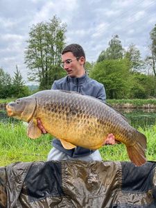 Common Carp
