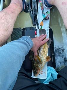 Ballan Wrasse