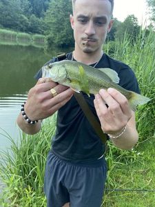 Largemouth Bass